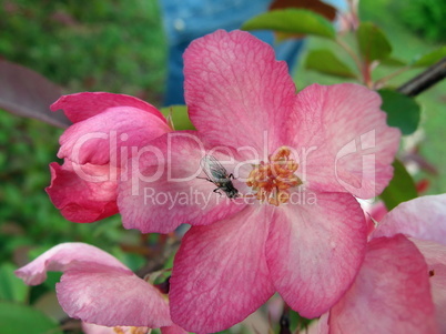 Fly on the pink flower