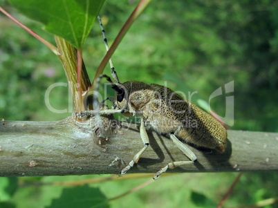 Large beetle on the branch