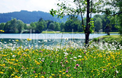 spring meadow