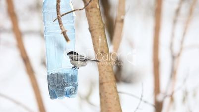 Birds in the park.