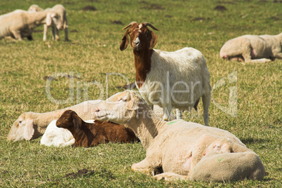 Ziege mit Schafen, goat and sheeps