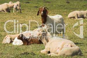 Ziege mit Schafen, goat and sheeps