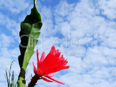 Kaktus Blatt und Blüte
