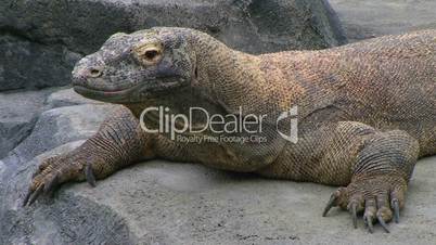 Komodo Dragon Looking Around