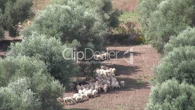 Schafherde zwischen Olivenbäumen