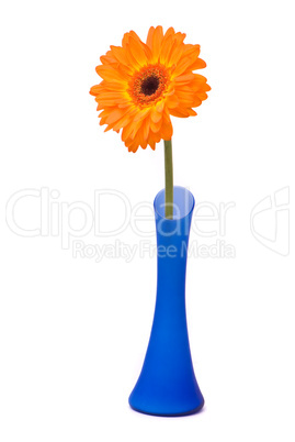 Orange gerbera flower in blue vase on white background