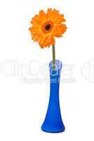 Orange gerbera flower in blue vase on white background