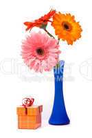 Beautiful gerber flowers in blue vase on white background