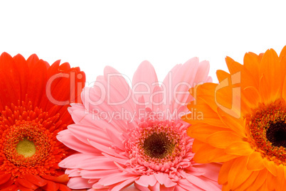 Beautiful gerber flowers on a white background