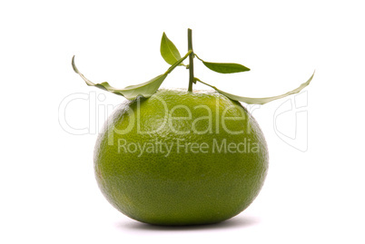 Fresh grapefruit isolated on a studio white background.