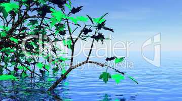 Maple tree and beautiful water