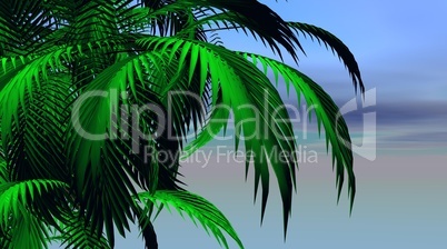 Palm tree leaves
