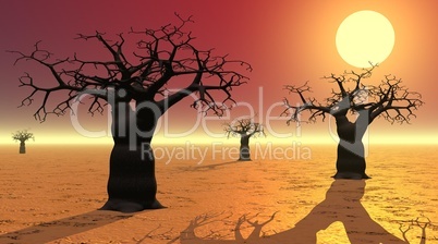 Baobabs by sunset