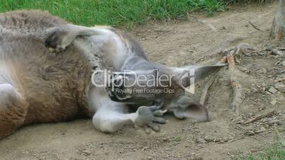 Kangaroo Sleeping And Rolling