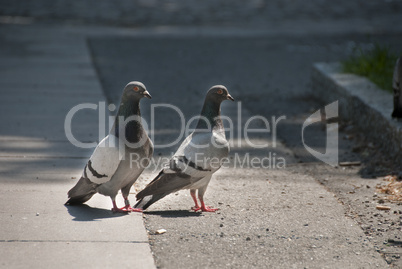 Pigeons on the Street