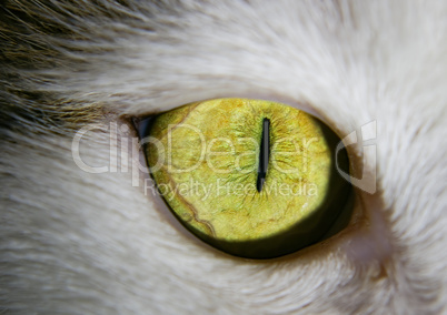 eye of a cat