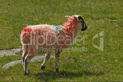 Rotes Schaf, Dartmoor, Devon, Cornwall, Südwestengland