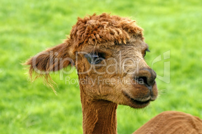 Alpaka, (Lama pacos), Pako, Alpaca (Vigugna pacos)