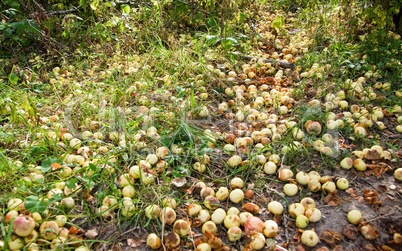 Apples on the ground