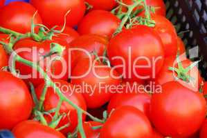 Tomate - tomato 31