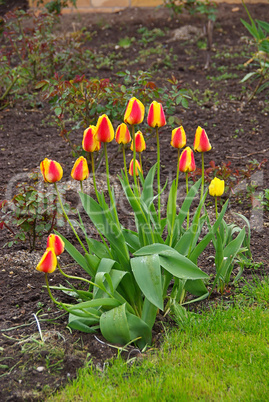 Tulpe - tulip 47