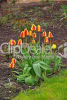 Tulpe - tulip 47