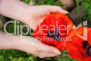 Türkischer Mohn in Händen - oriental poppy in hands 01