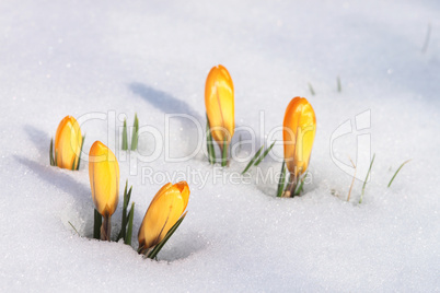 Krokusse im Schnee