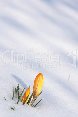 Krokus im Schnee