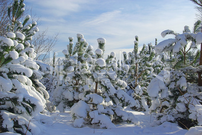 Wald im Winter - forest in winter 11