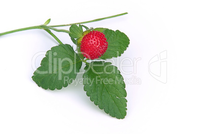 Walderdbeere - woodland strawberry 01