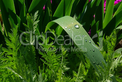 Wassertropfen auf Blatt - waterdrop on leaf 04