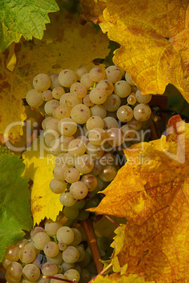 Wein - grape 47