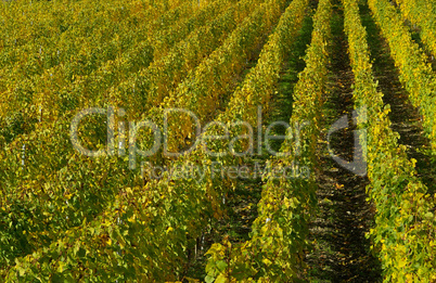 Weinberg - vineyard 19