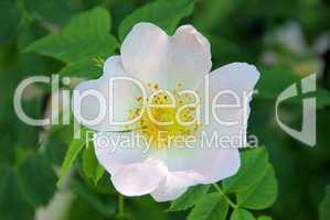 Wildrose - wild rose 01