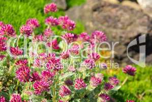 Wundklee - Anthyllis montana 06