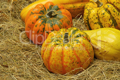 Zierkürbis - ornamental pumkin 04