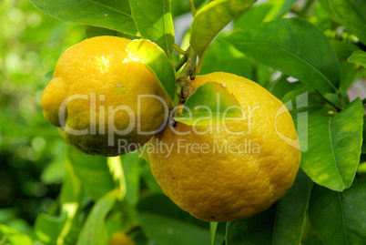 Zitrone am Baum - lemon on tree 02