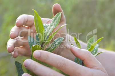 Hände schützen eine Pflanze