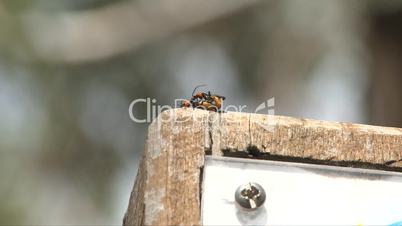 Ameisen auf einer Hinweistafel