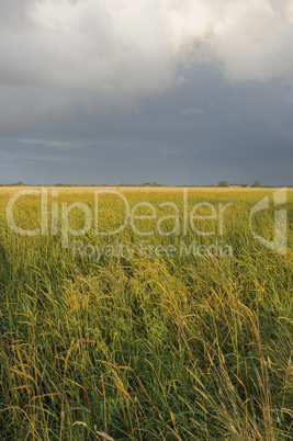 Feld mit Wolkenhimmel