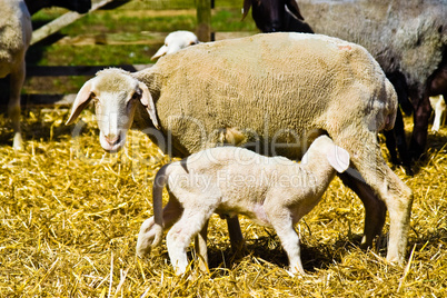Schaf mit Lamm, shep with lamb