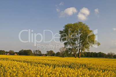 Baum im Rapsfeld