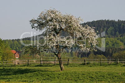 Apfelbaumblüte im Osnabrücker Land