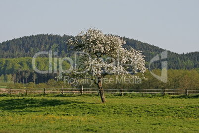 Apfelbaumblüte im Osnabrücker Land