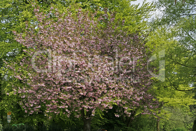 Japanischer Kirschbaum, Prunus