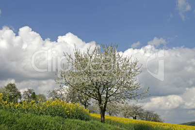 Kirschbaum im Osnabrücker Land