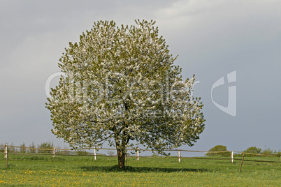 Kirschbaum im Osnabrücker Land