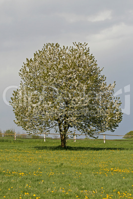 Kirschbaum im Osnabrücker Land