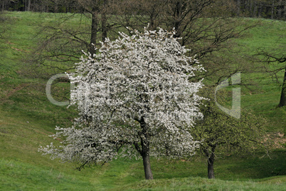 Kirschbaum in Hagen a.T.W.